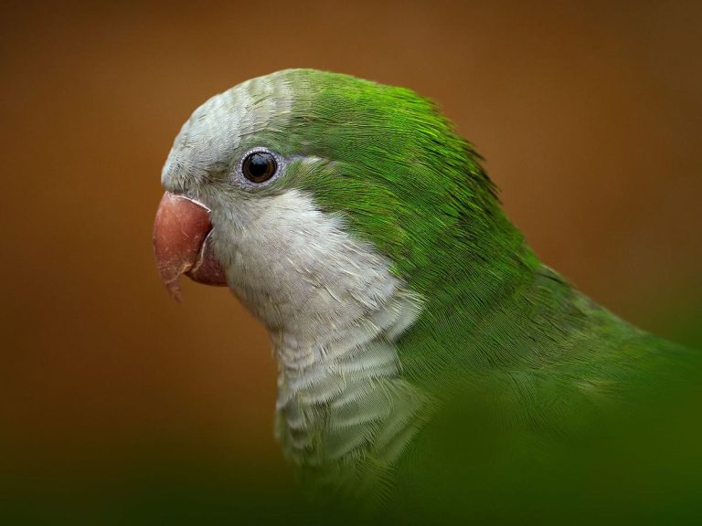 Close-up photo of a green Quaker parrot with a brown background.