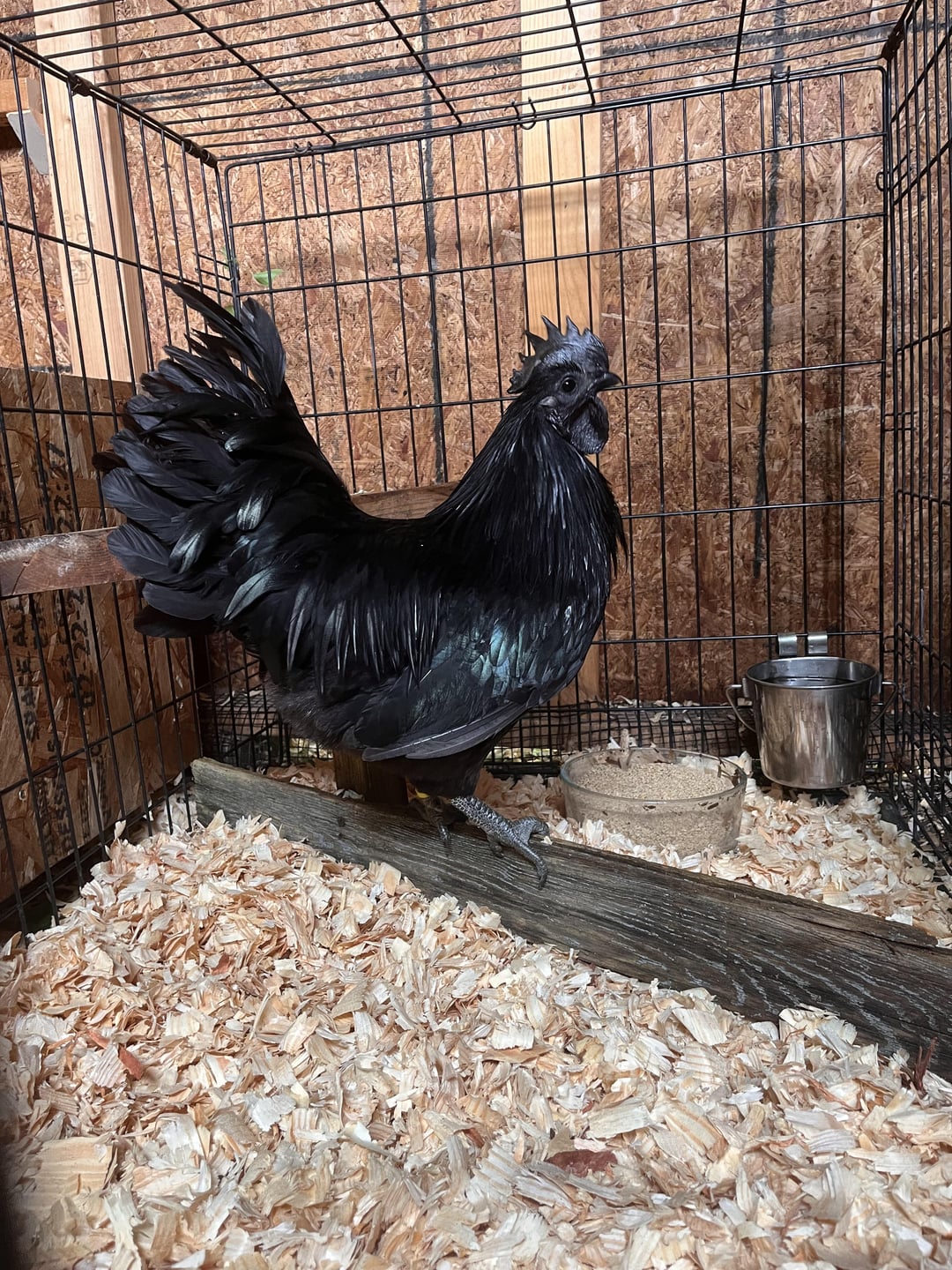 How Old Should Hens Be before Introducing a Rooster?