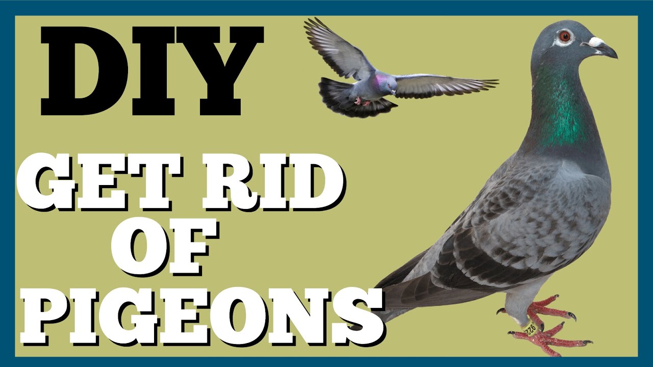 How to Get Rid of Pigeons on Roof?