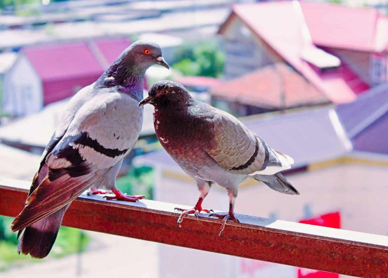 How to Keep Pigeons off Balcony?