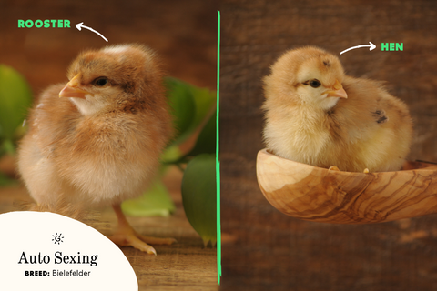 How to Know If a Chick is a Rooster
