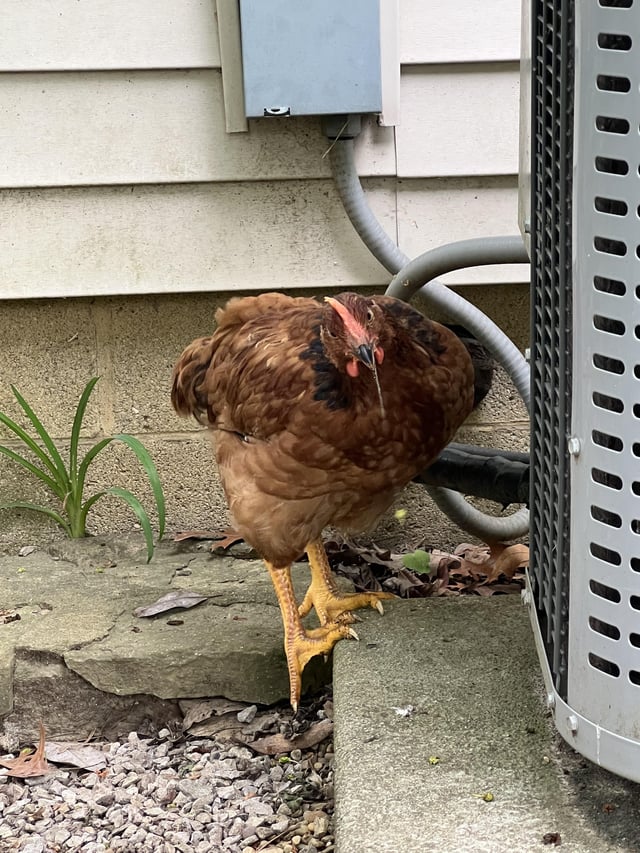 How to Rehome a Rooster?