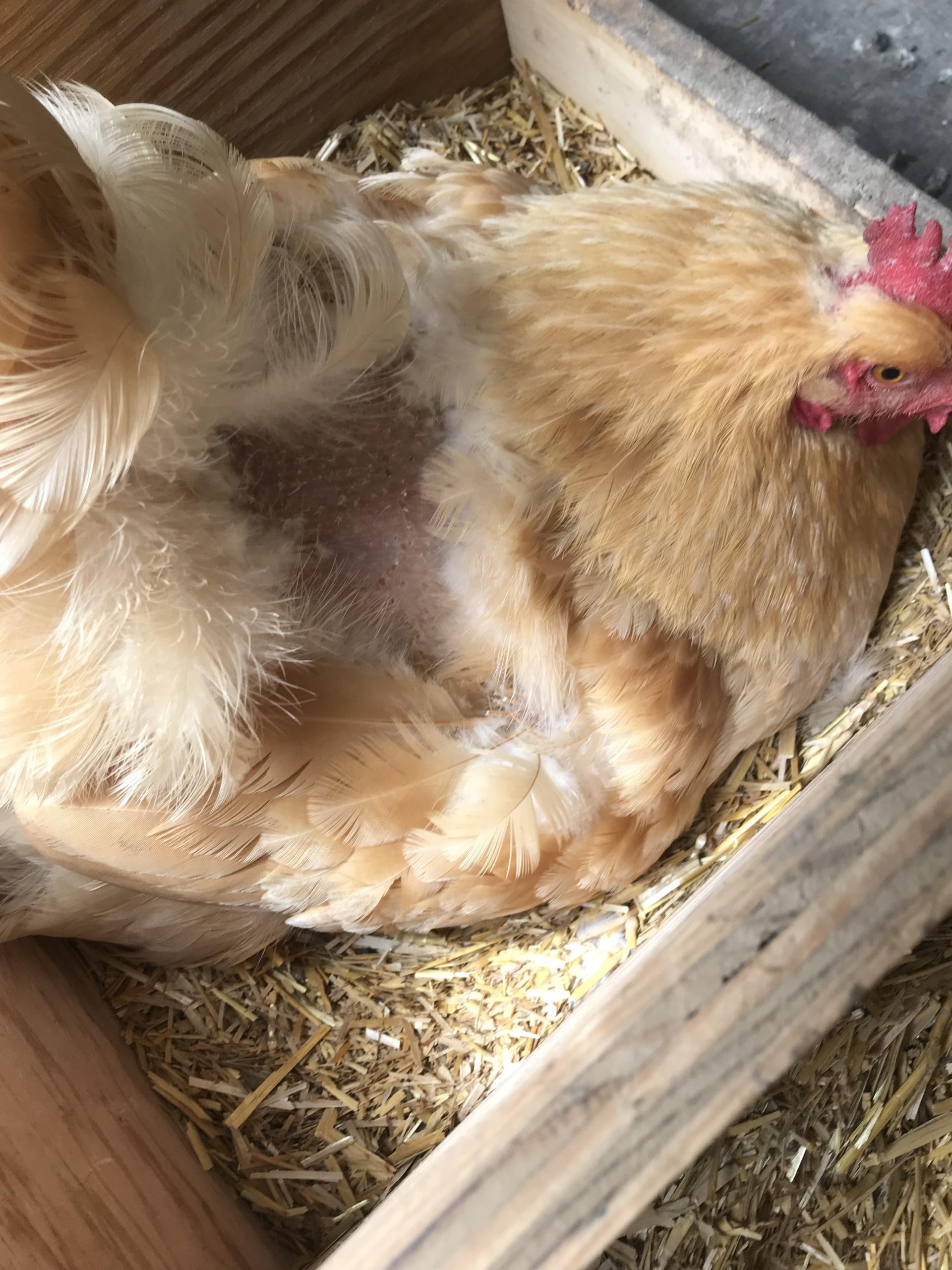 How to Stop Rooster from Mounting Hens
