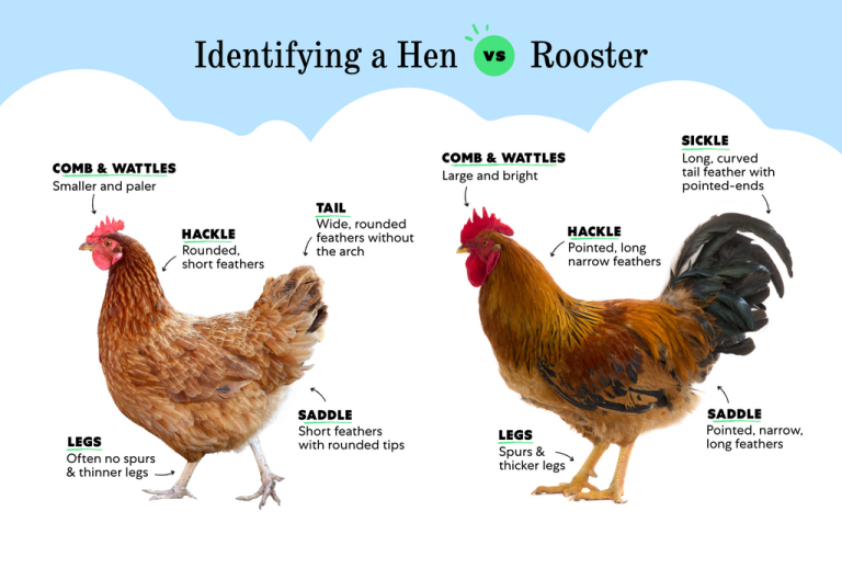How to Tell a Rooster from a Hen?