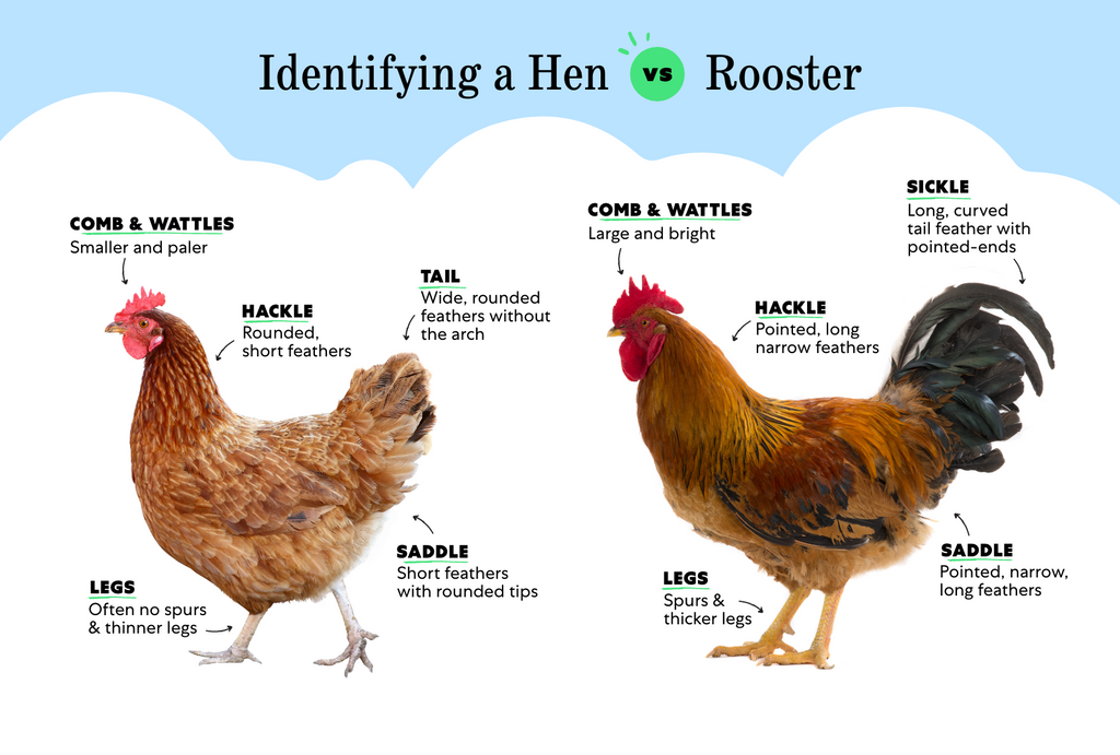 How to Tell a Rooster from a Hen?