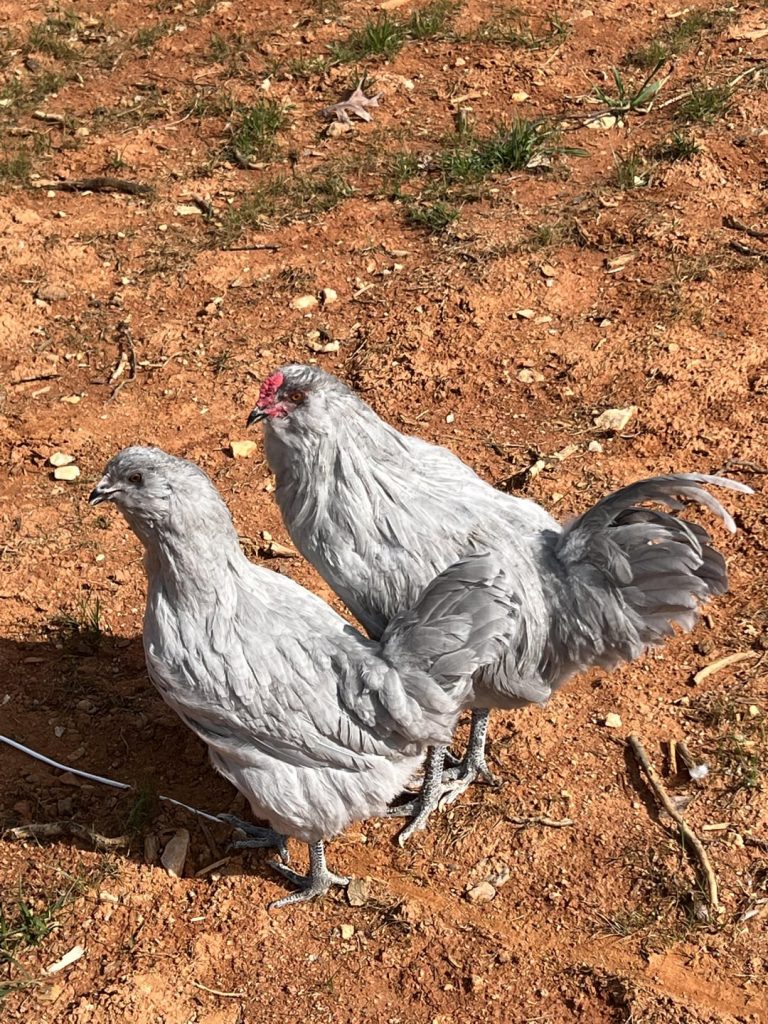 Lavender Ameraucana Rooster Vs Hen