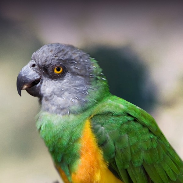 Lifespan of a Senegal Parrot