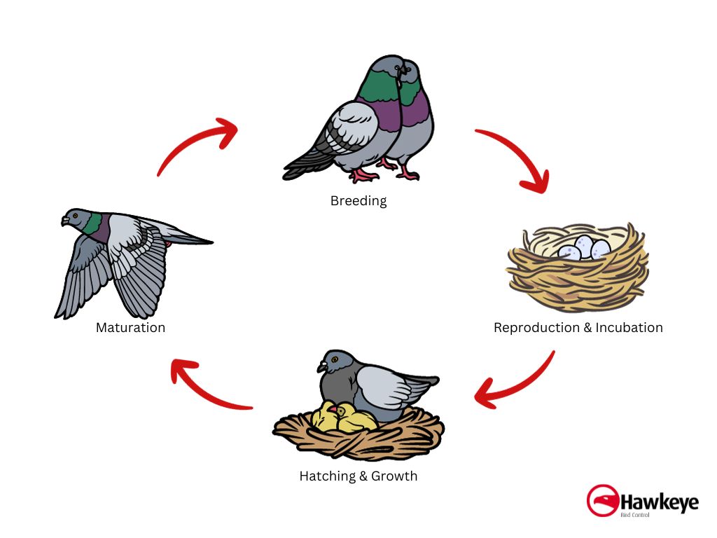 Lifespan of Pigeon Bird