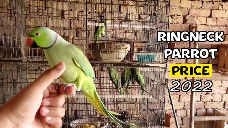 Price of Ringneck Parrot?