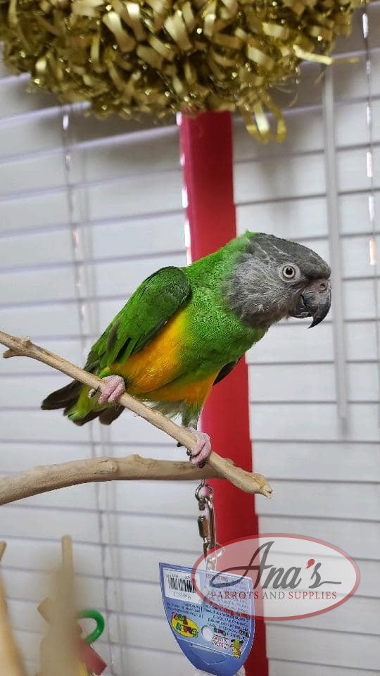 Price of Senegal Parrot?