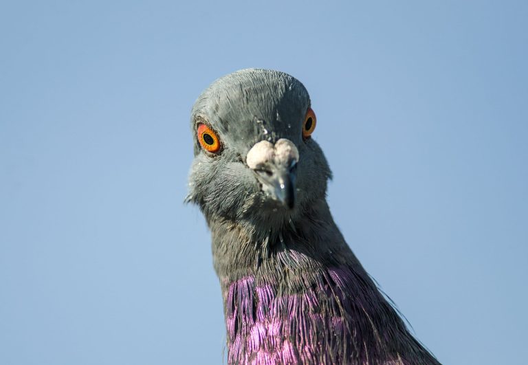 Rock Dove Vs Pigeon?