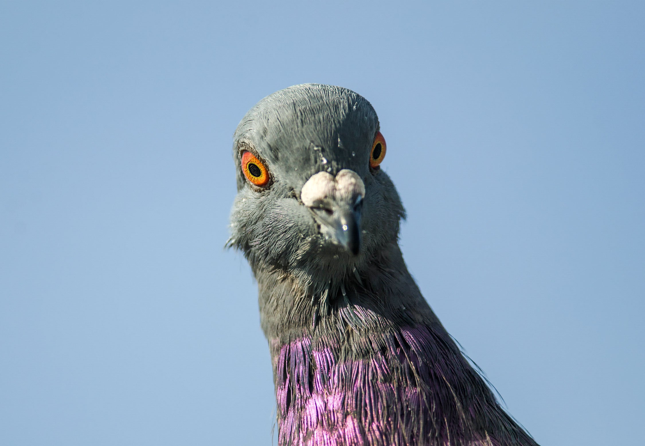 Rock Dove Vs Pigeon?