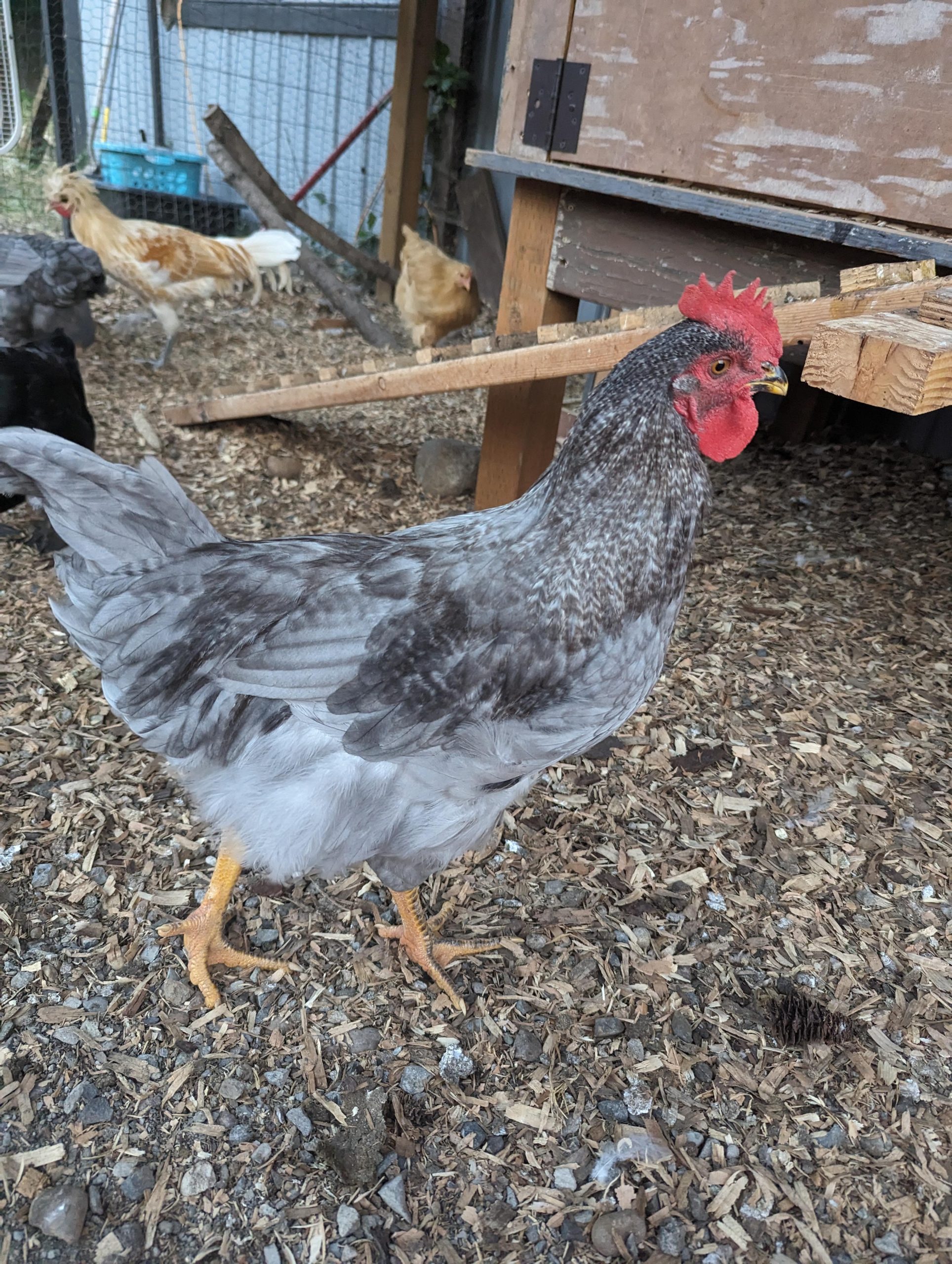 Sapphire Gem Rooster Vs. Hen: Characteristics, Behavior, Care!