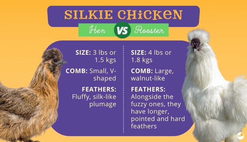 Close-up comparison of a Silkie rooster’s comb and a hen’s comb, showcasing their distinct shapes and sizes.