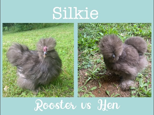 Silkie Rooster Vs. Hen