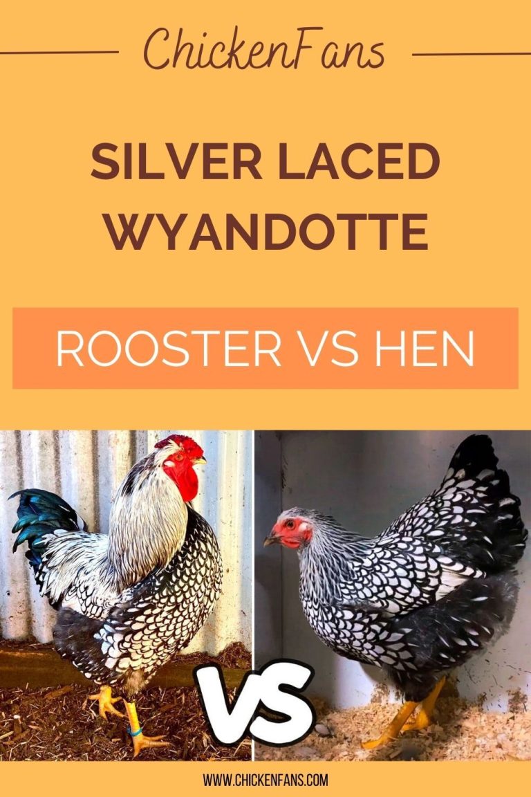 Silver Laced Wyandotte Rooster Vs Hen