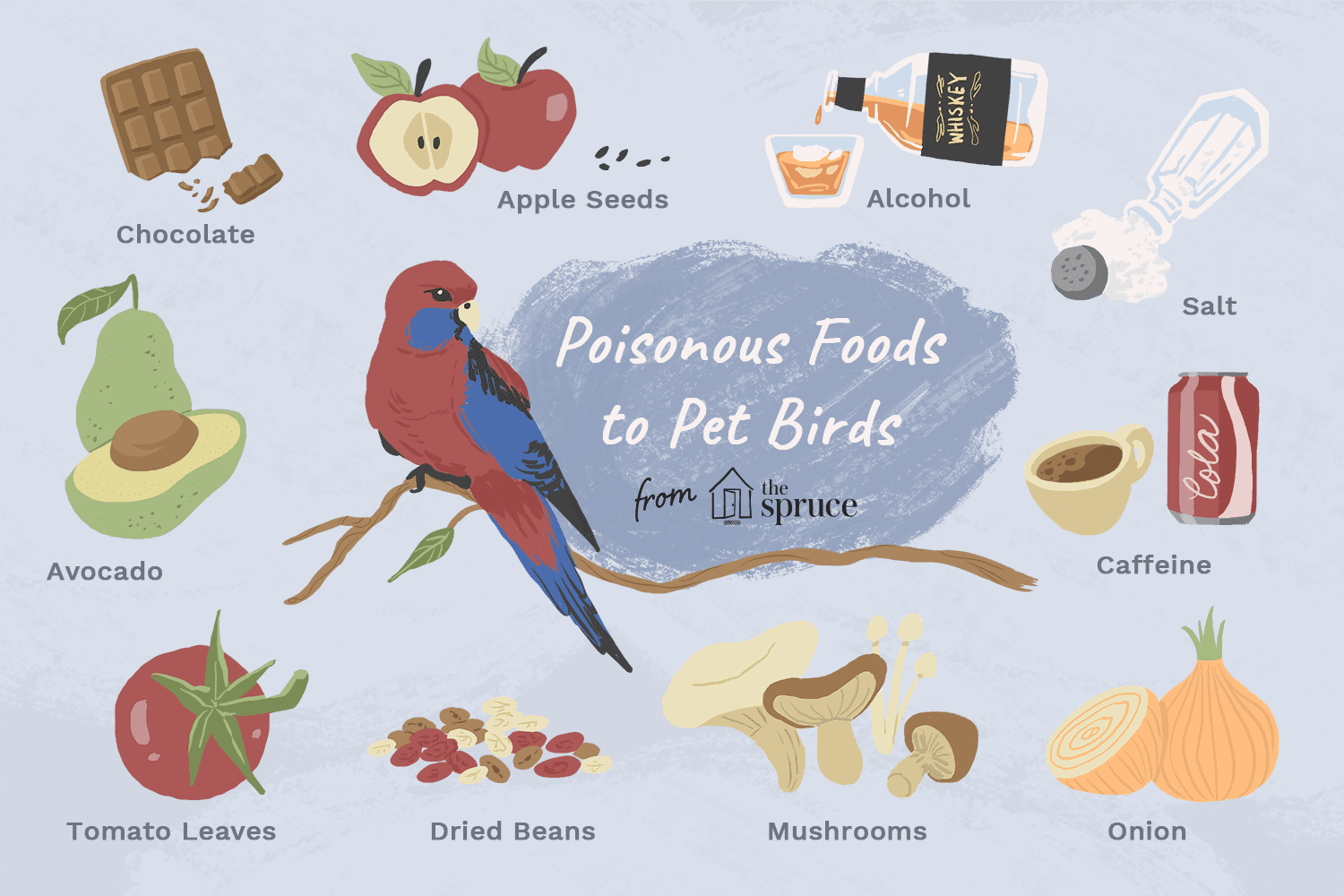 What Can Parrots Not Eat?