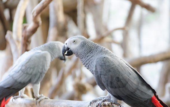 What Do African Gray Parrots Eat