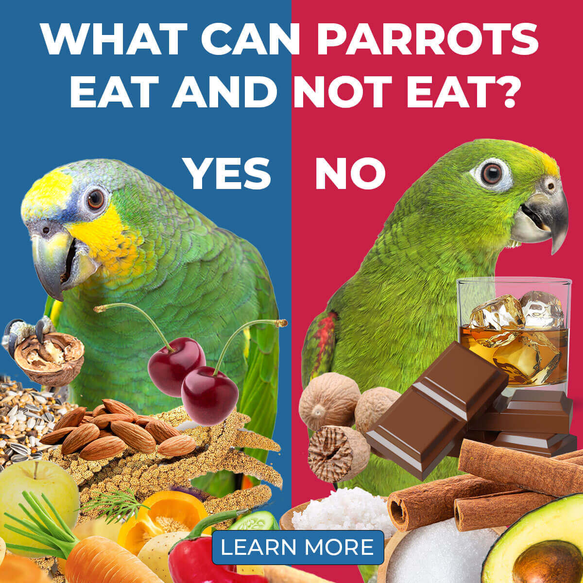 What Do Parrots Like to Eat? (Parrot Diet 101) – Beasts Loco