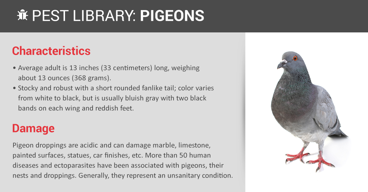 What Do Pigeons Represent?