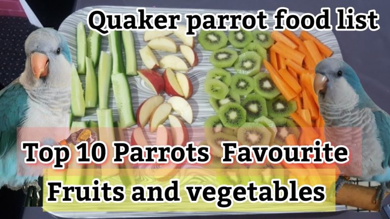 What Do Quaker Parrots Eat?