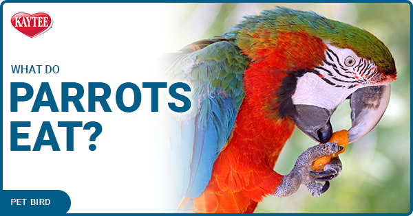 A colorful parrot eating a piece of fruit, showcasing the natural diet of wild parrots.