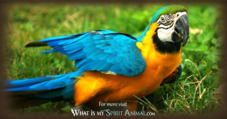 What Does a Parrot Represent?