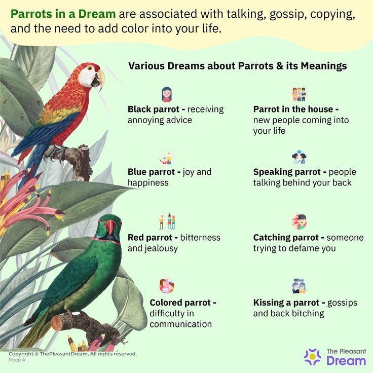 What Does a Parrot Symbolize