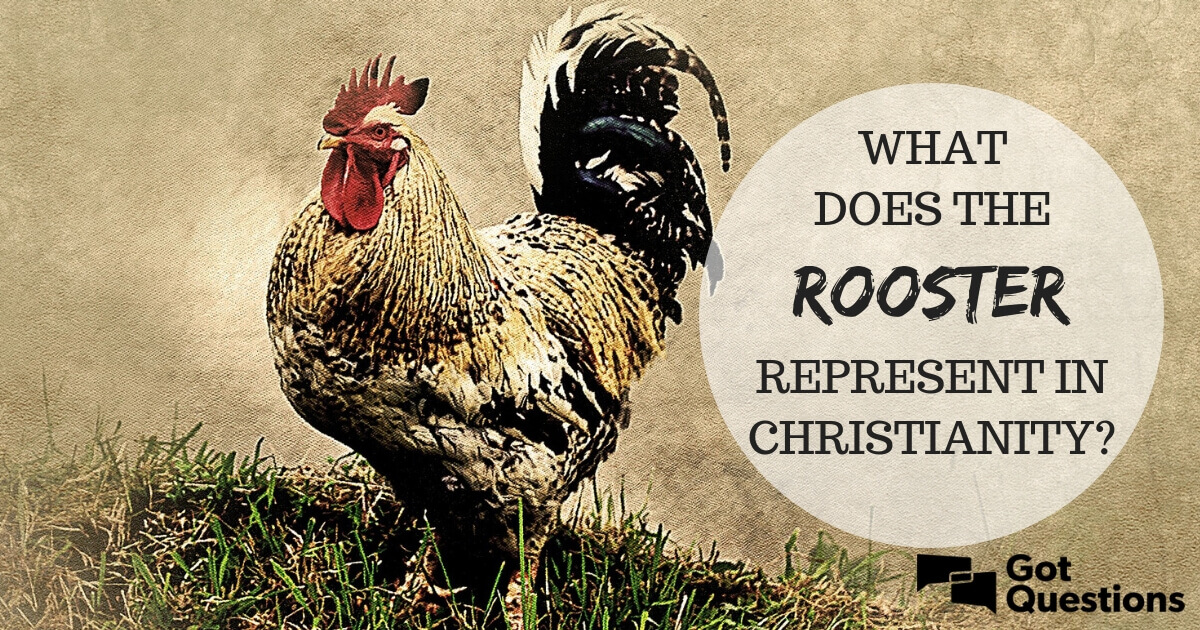 What Does a Rooster Represent