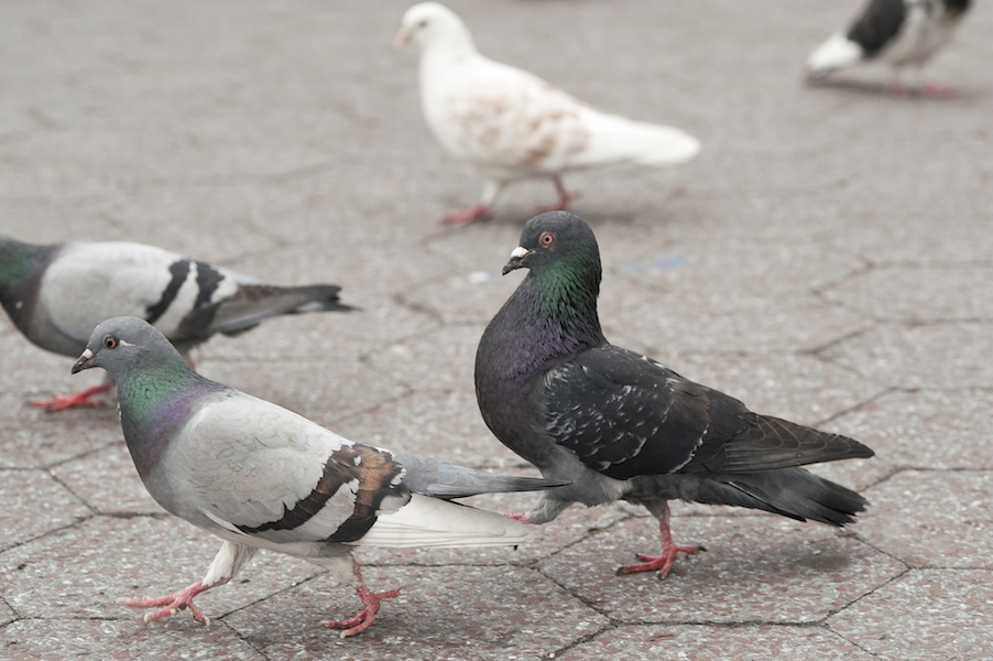 What Does Pigeon Taste Like?