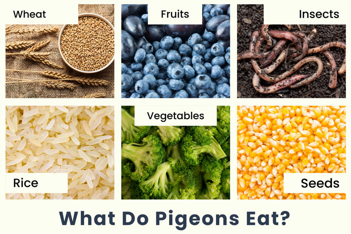 What Food Pigeons Eat?