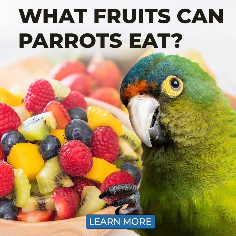 What Fruits Can Parrots Eat