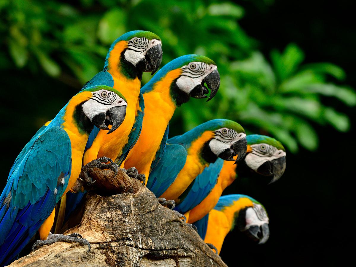 What is a Flock of Parrots Called?