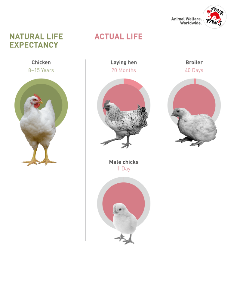 What is the Lifespan of a Rooster?