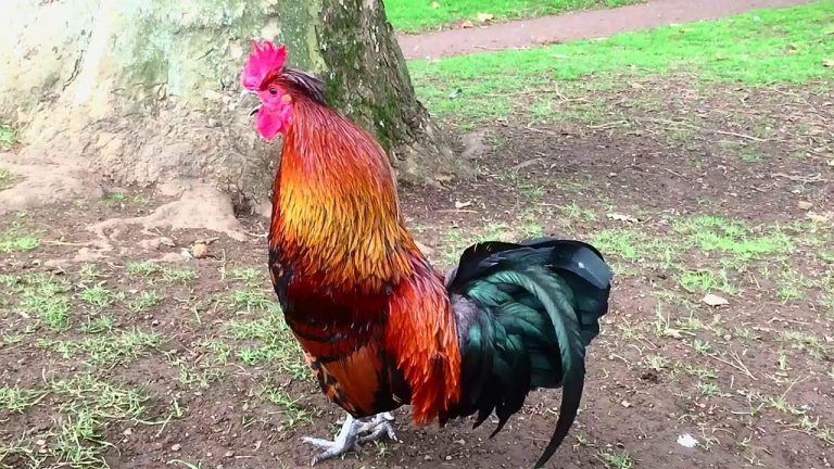 A vibrant rooster crowing loudly with its neck extended.