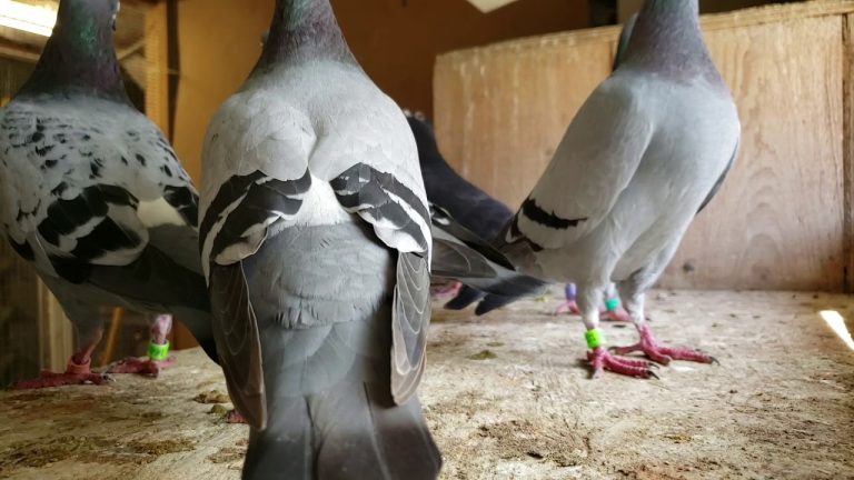 What Sound Does a Pigeon Make?