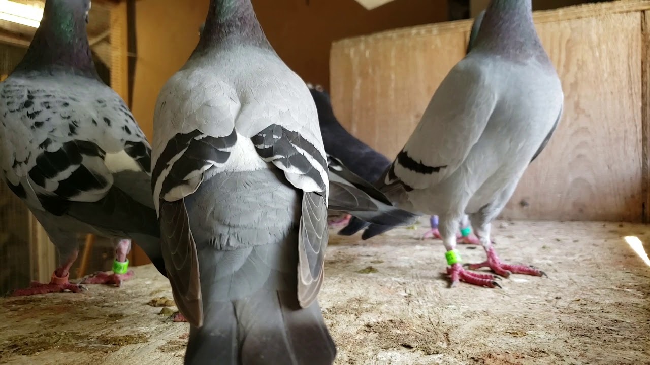 What Sound Does a Pigeon Make?