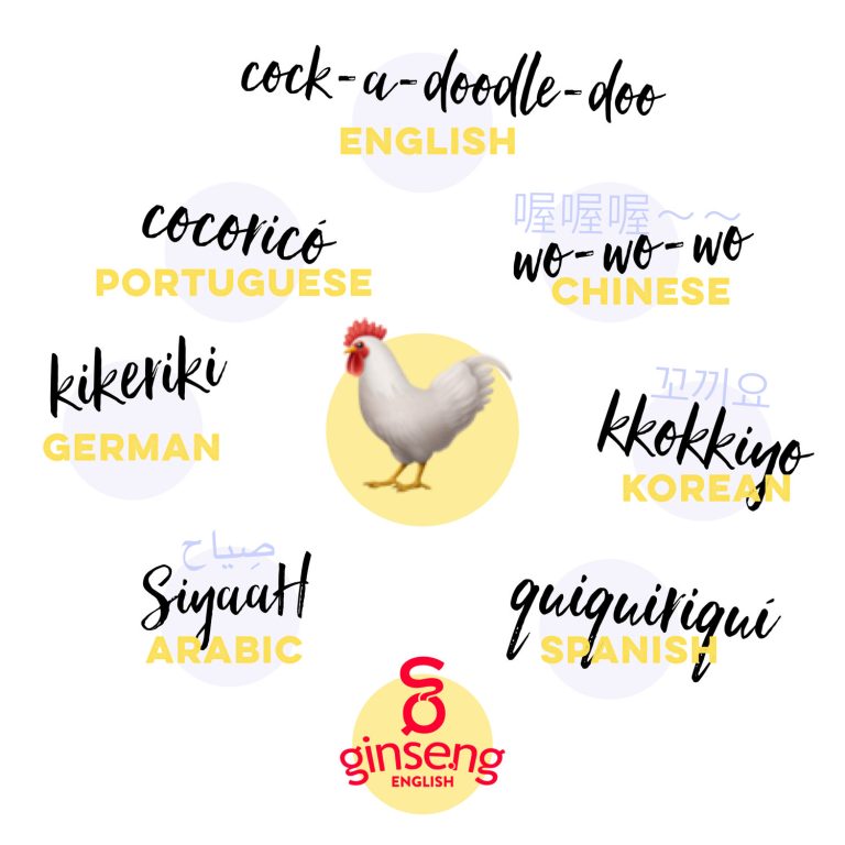 An infographic showcasing the various sounds roosters make in different languages, with an illustration of a rooster at the center.