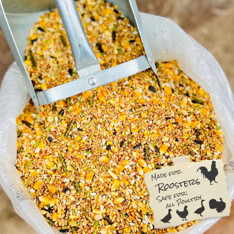 What to Feed a Rooster