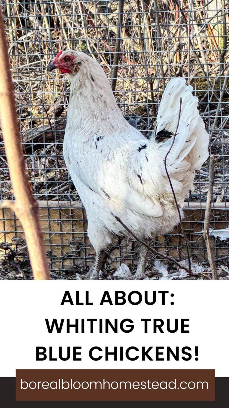 Whiting True Blue Hen Vs Rooster