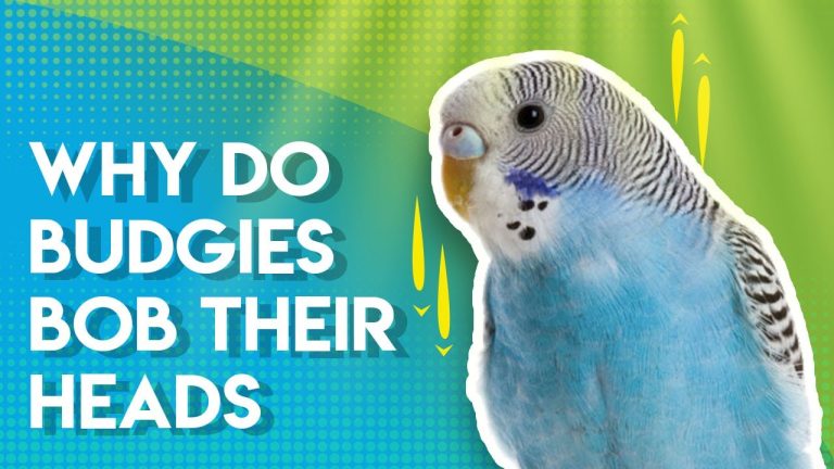 A blue budgie bobbing its head with the text "Why Do Budgies Bob Their Heads?