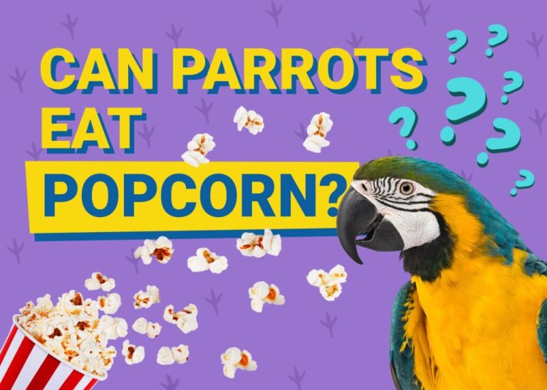 A colorful image with a parrot looking at a bowl of popcorn.