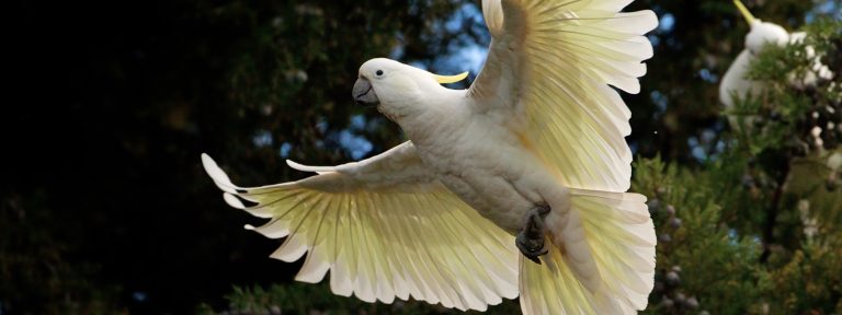 A white cockatoo with a yellow crest flying with its wings spread wide.