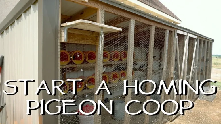 How to Build a Pigeon Coop