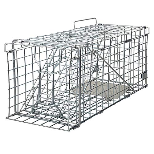 Best Bait for Live Trapping Rabbits