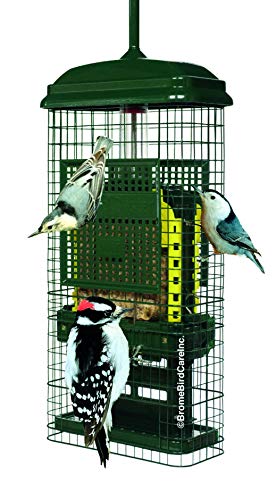 Best Bird Feeder for Woodpeckers