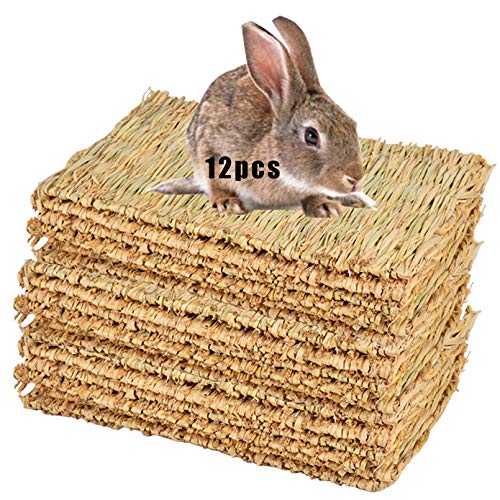 Best Chew Toys for Rabbits