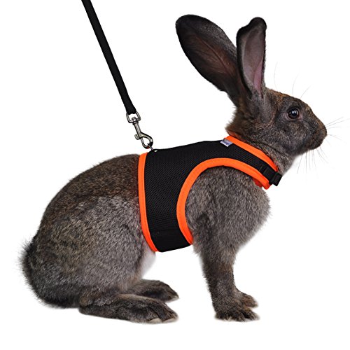 Best Harness for Dwarf Rabbit