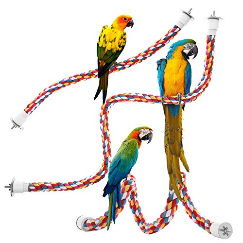 Best Toys for African Grey Parrots
