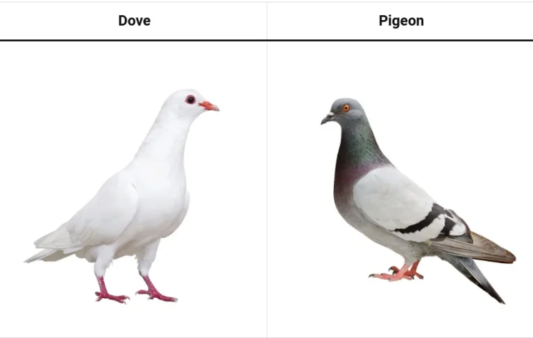 White Pigeon Vs White Dove